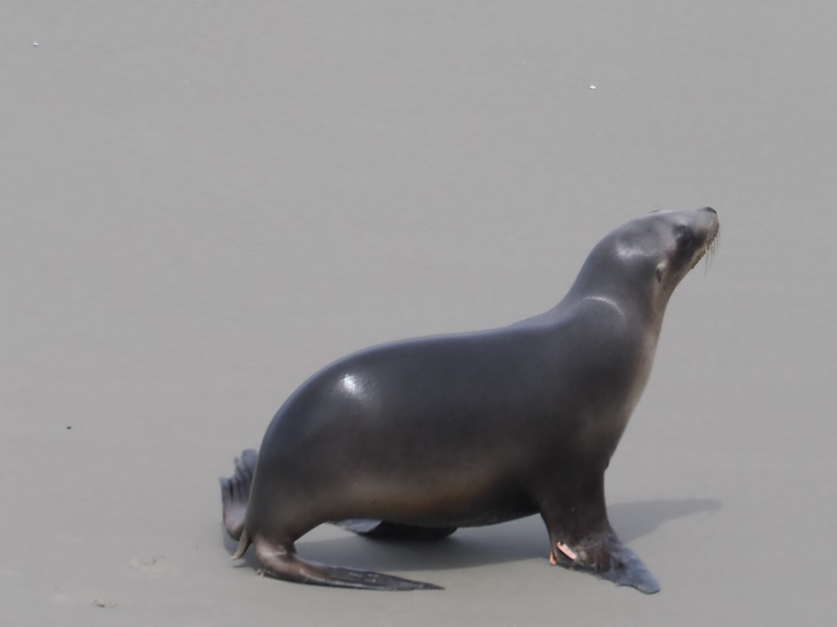 New Zealand Sea Lion - ML646669546