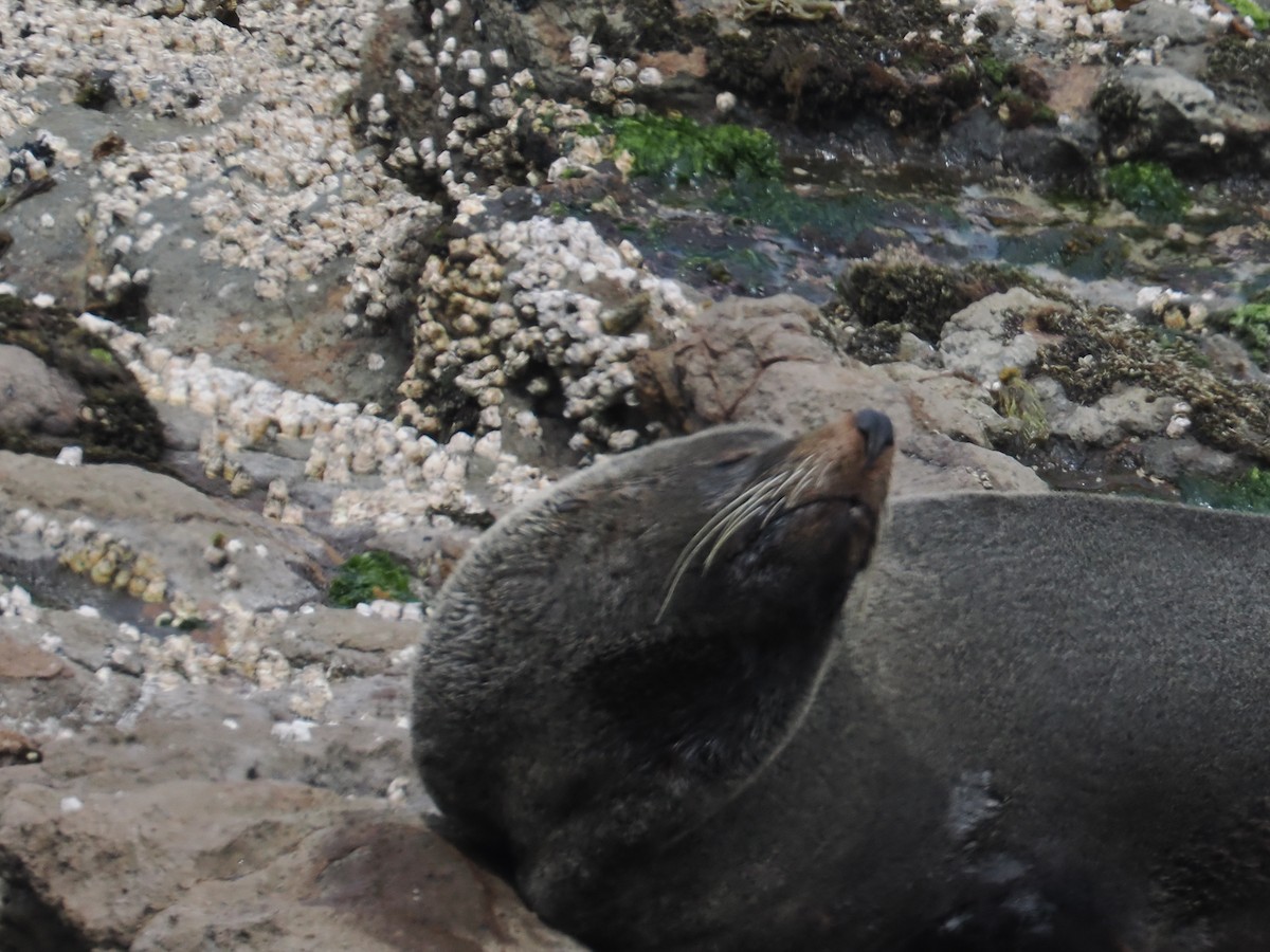 Long-nosed Fur Seal - ML646669547