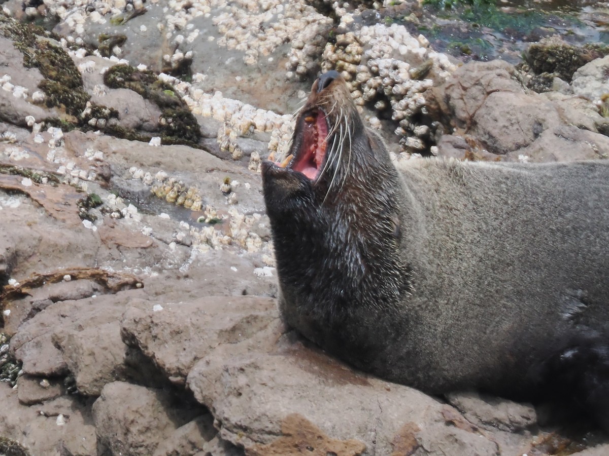 Long-nosed Fur Seal - ML646669548