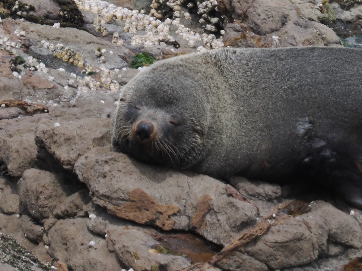 Long-nosed Fur Seal - ML646669549