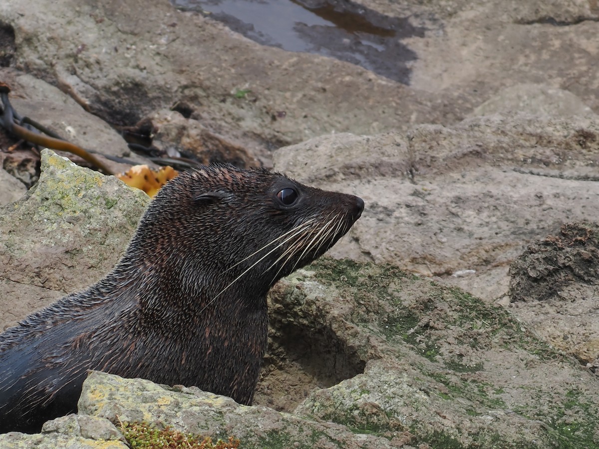 Long-nosed Fur Seal - ML646669550