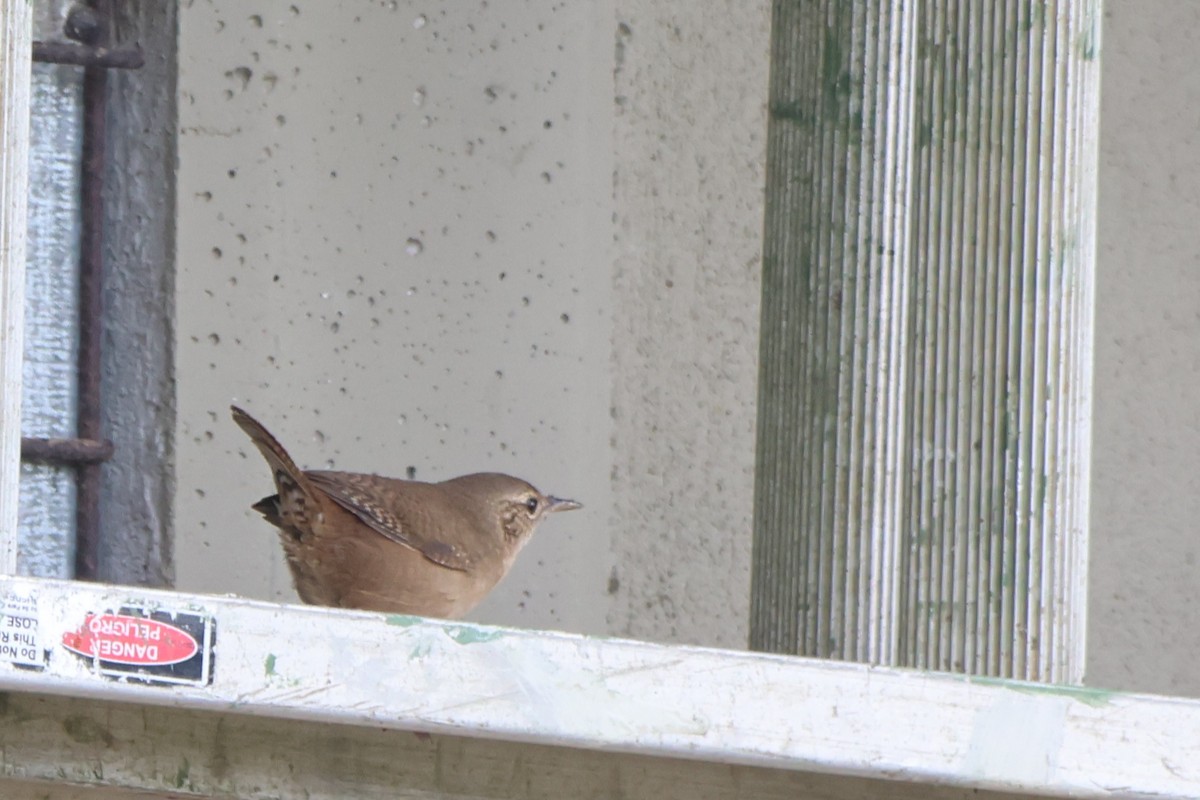 Southern House Wren - ML646669558