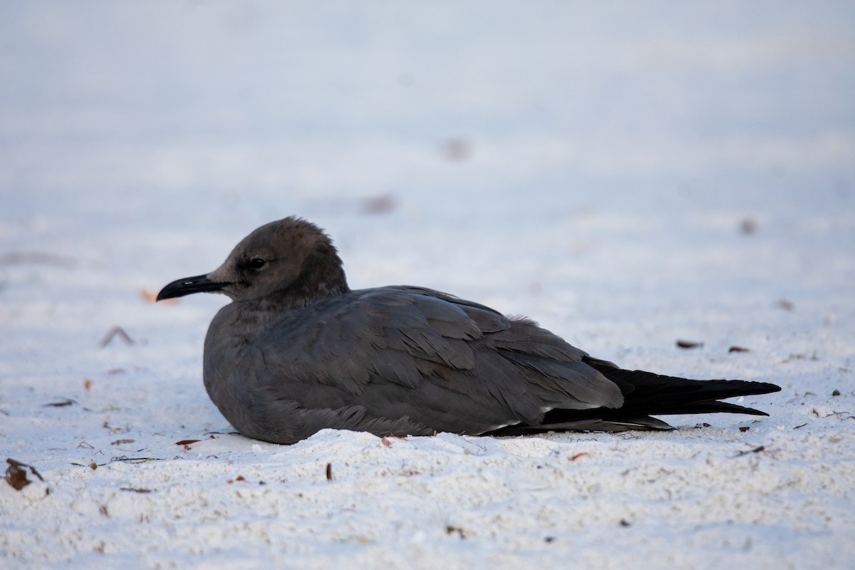 Gaviota Garuma - ML646669560