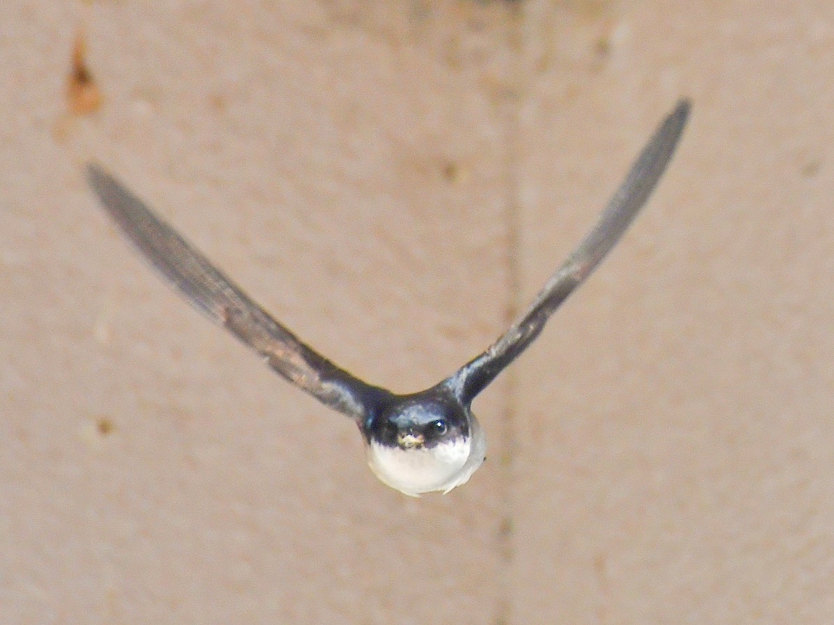 Asian House-Martin - ML646669561