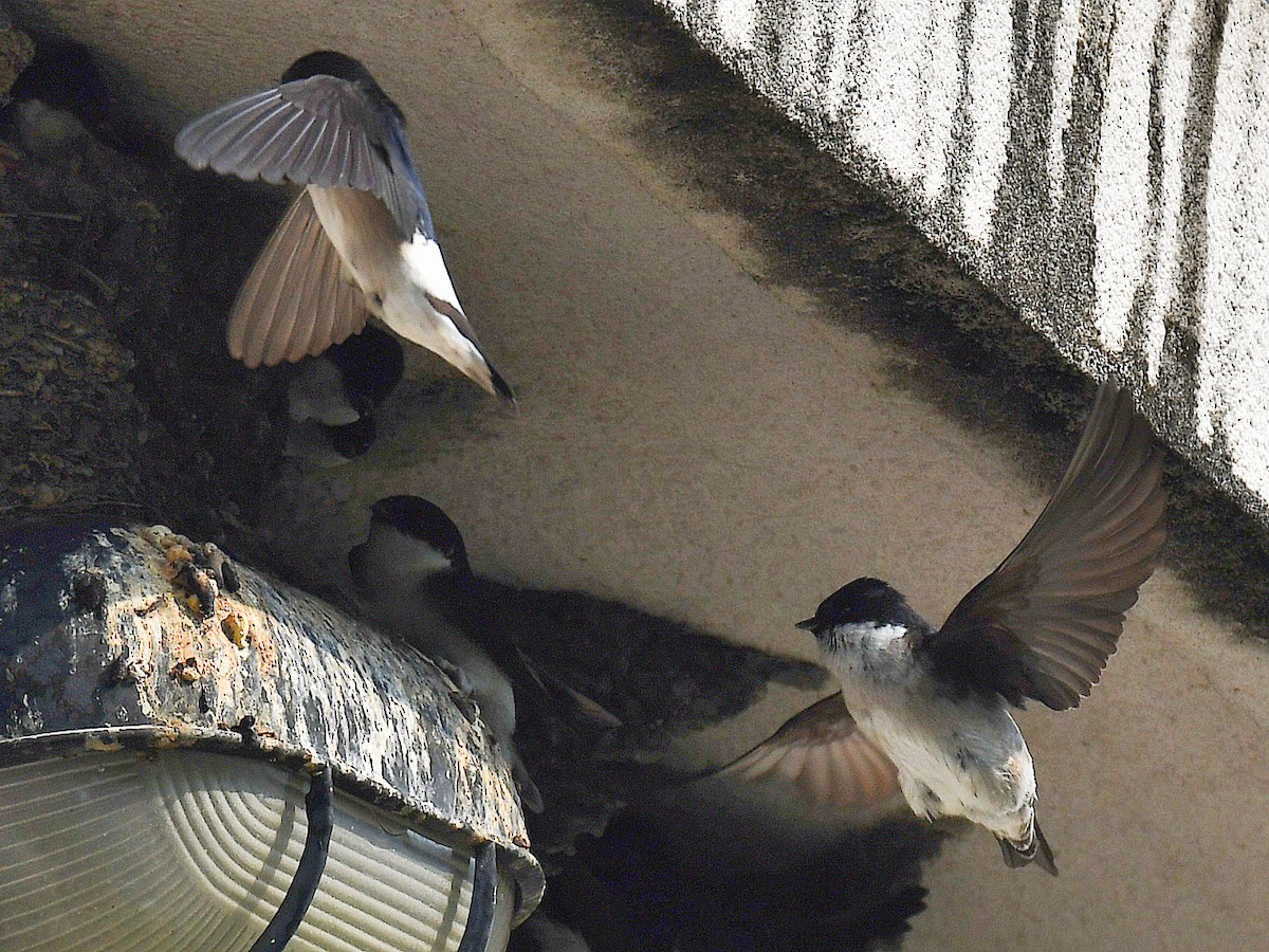 Asian House-Martin - ML646669562