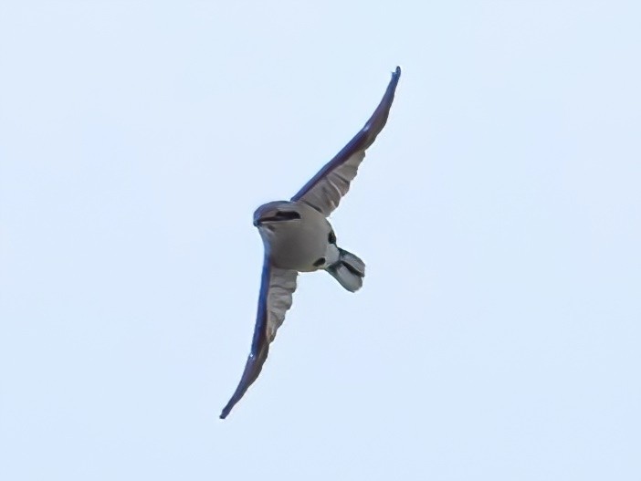 Alcaudón Boreal - ML646669563