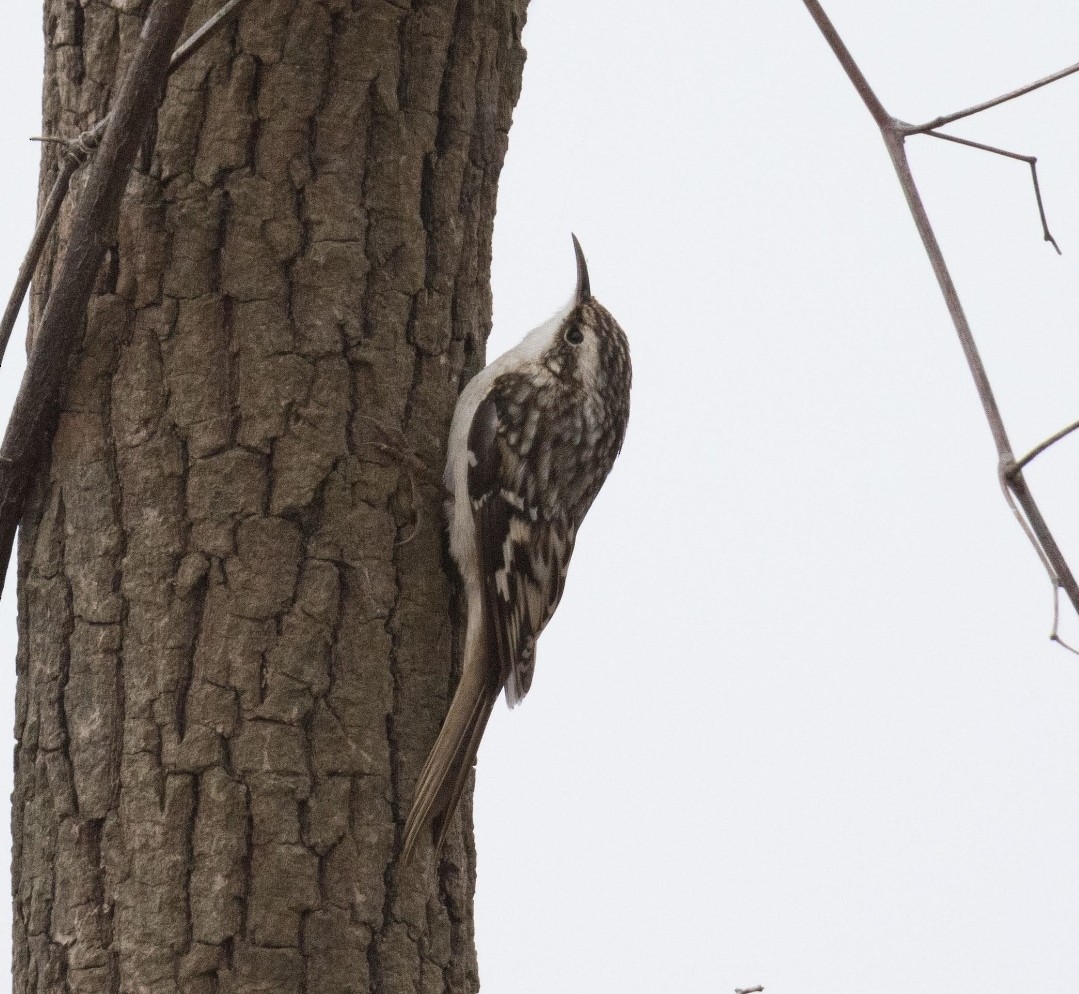 Brown Creeper - ML646669567