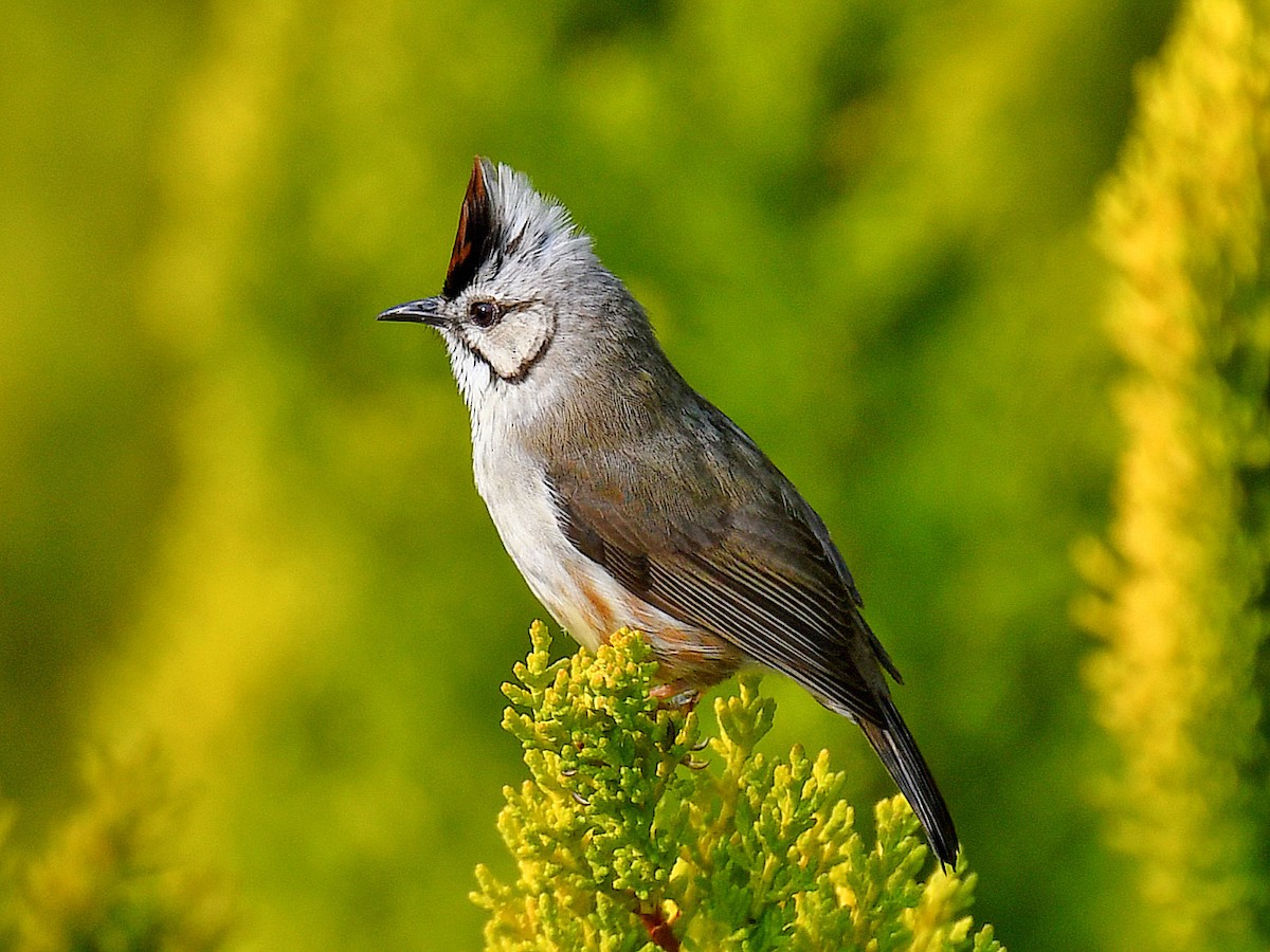 Taiwan Yuhina - ML646669568