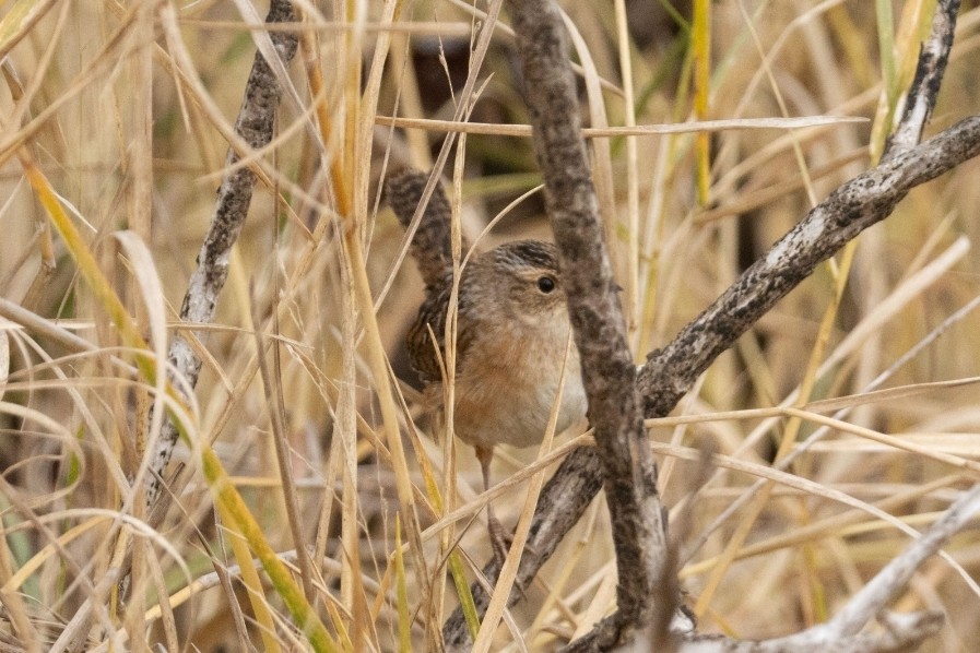 Sedge Wren - ML646669571