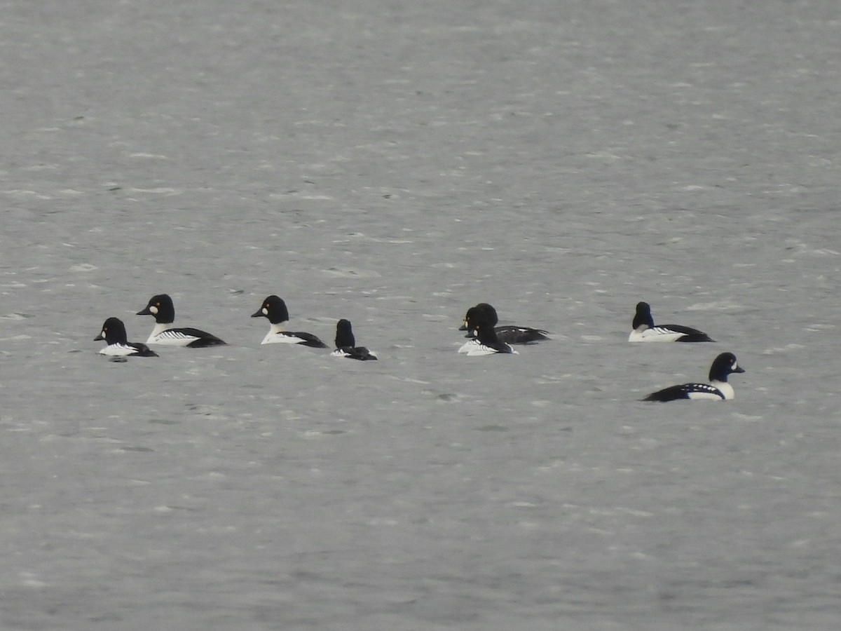 Common Goldeneye - ML646669572