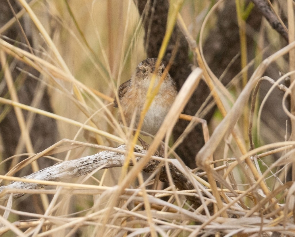 Sedge Wren - ML646669573