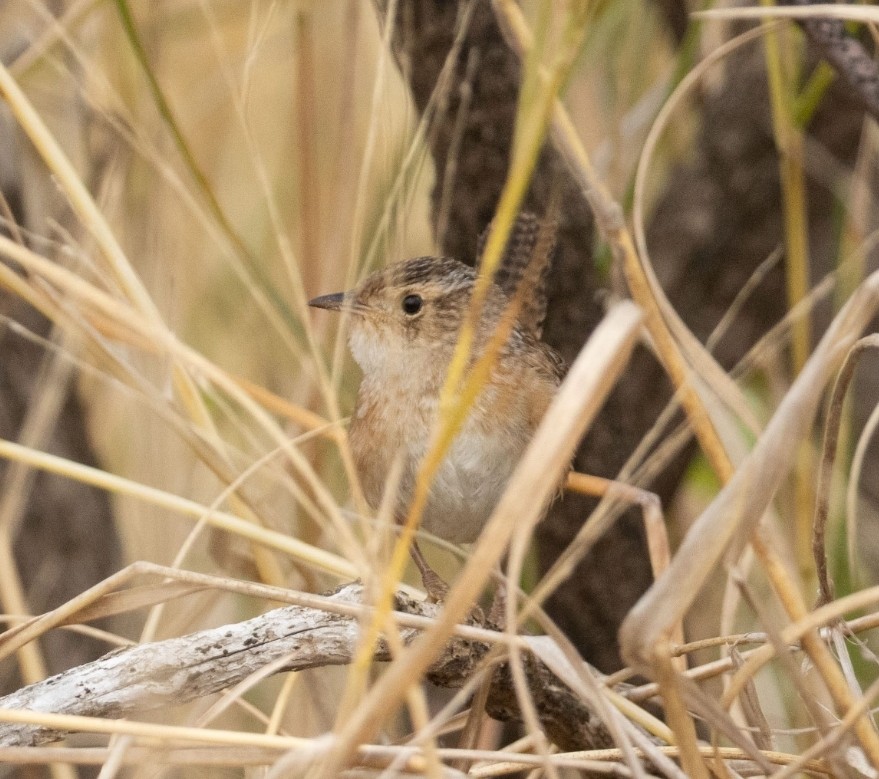 Sedge Wren - ML646669574