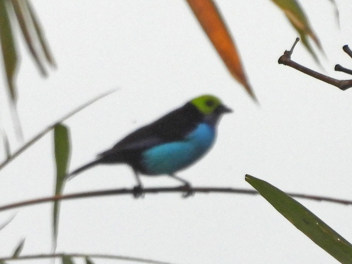 Paradise Tanager - ML646669575