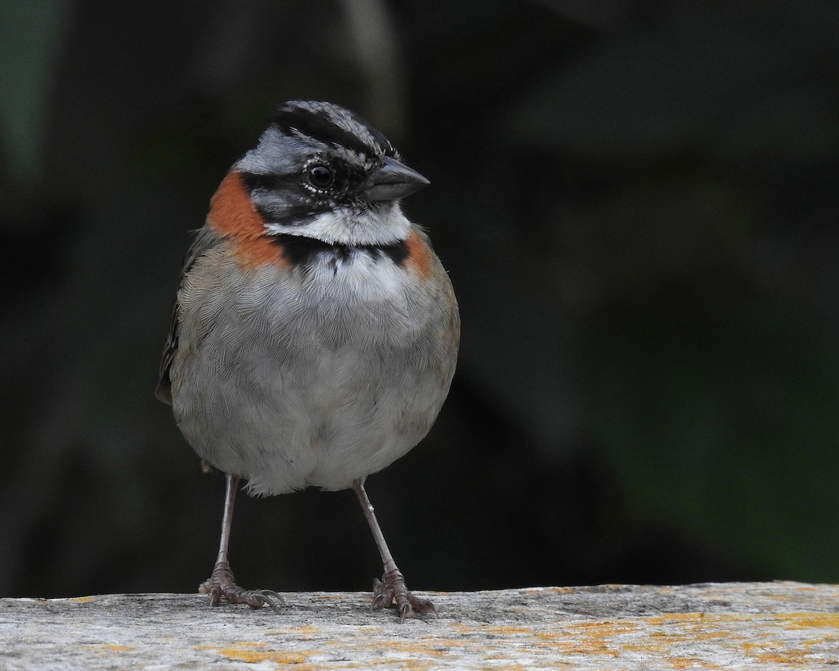Rufous-collared Sparrow - ML646669578