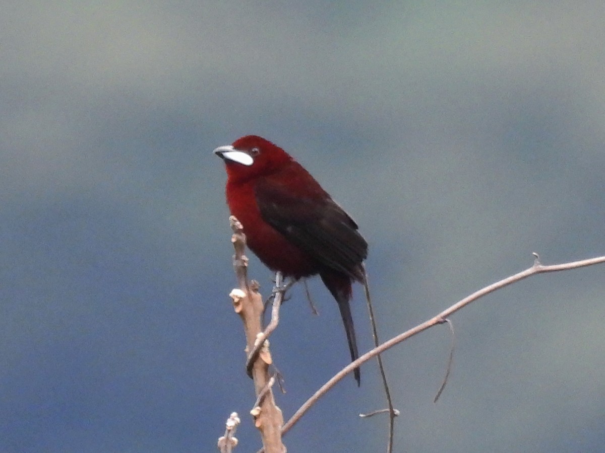 Silver-beaked Tanager - ML646669579