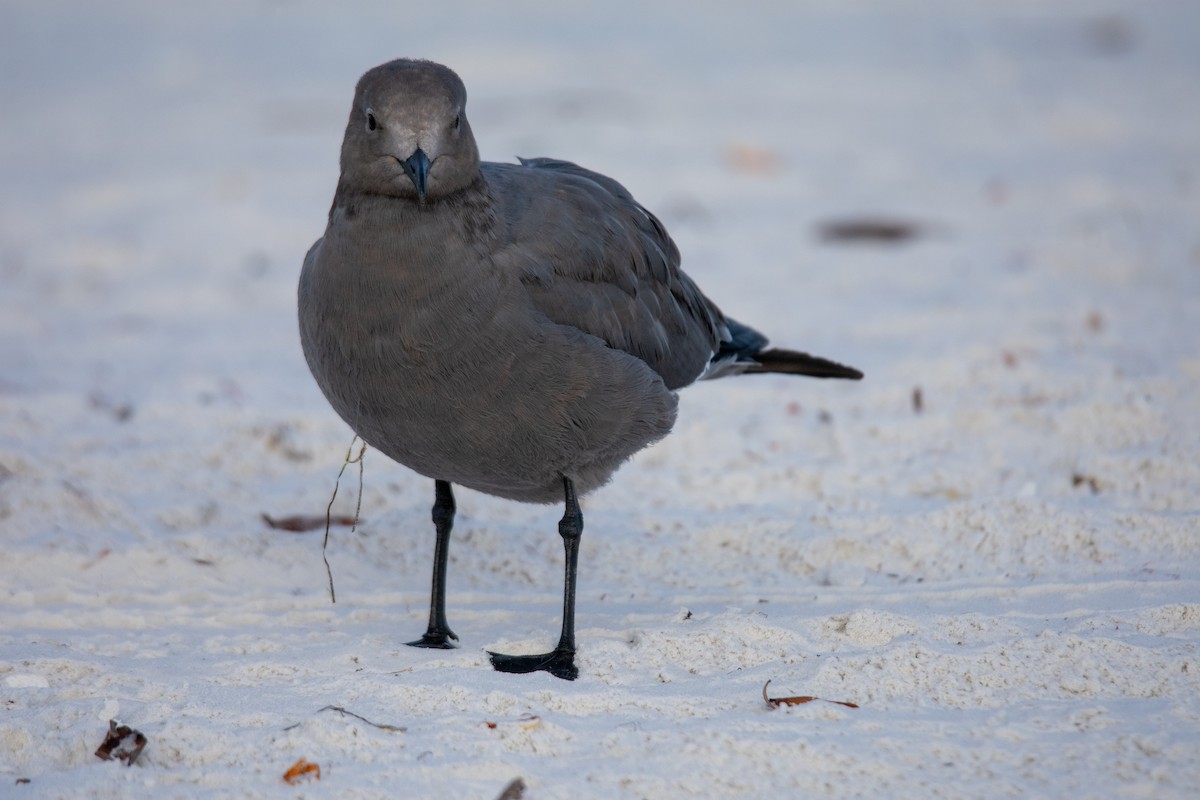 Gaviota Garuma - ML646669580
