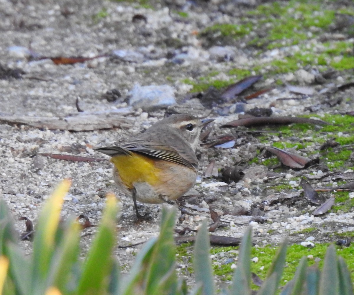 Palm Warbler - ML646669581