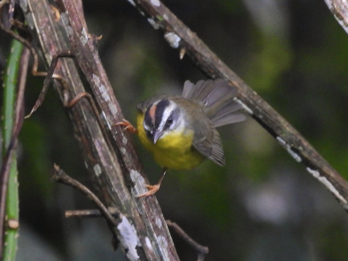 Golden-crowned Warbler - ML646669582