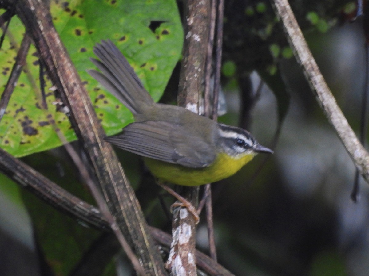 Golden-crowned Warbler - ML646669583