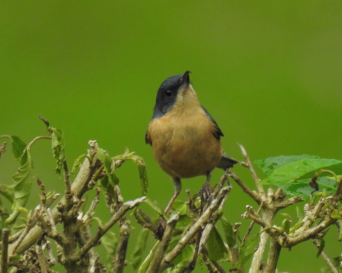 Rusty Flowerpiercer - ML646669584