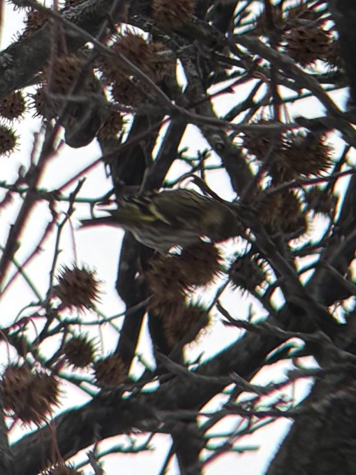 Сосновый чиж (green morph) - ML646669585