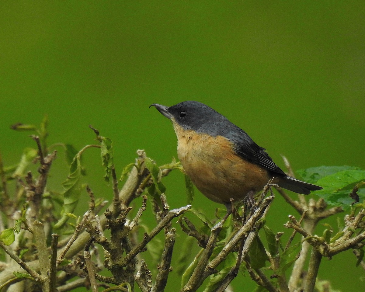 Поползневый цветокол - ML646669586