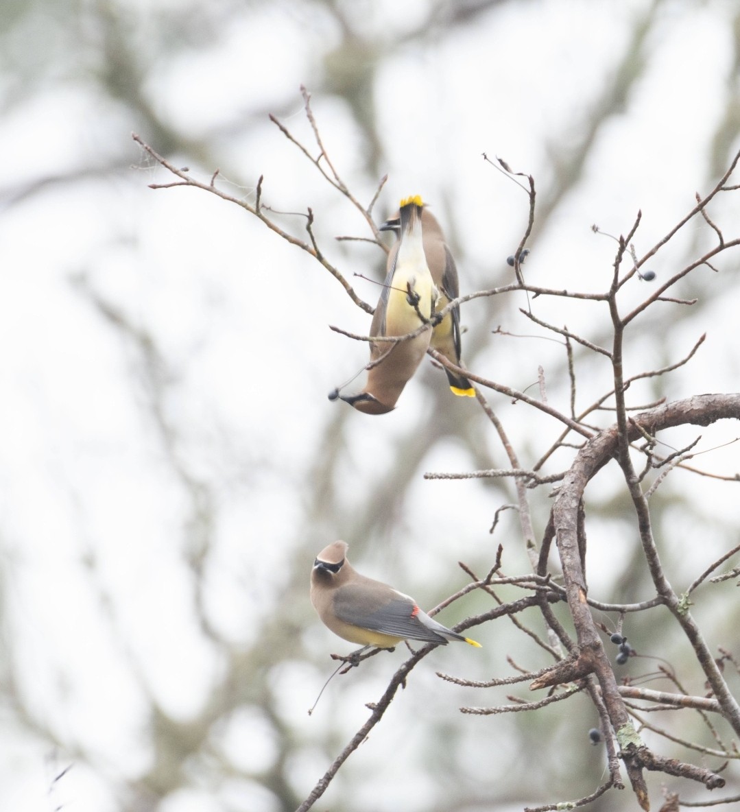 Кедровый свиристель - ML646669587