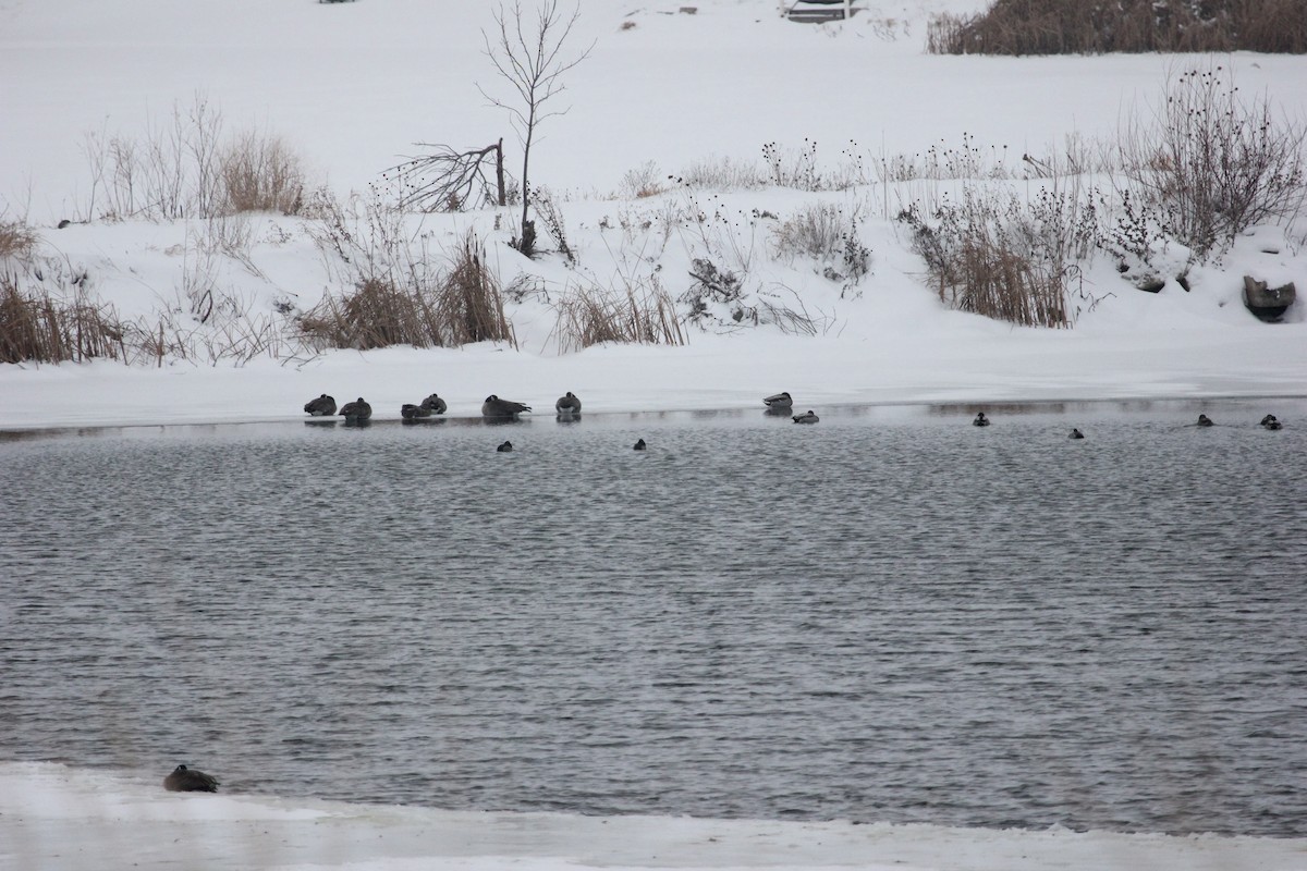 Канадская казарка - ML646669588