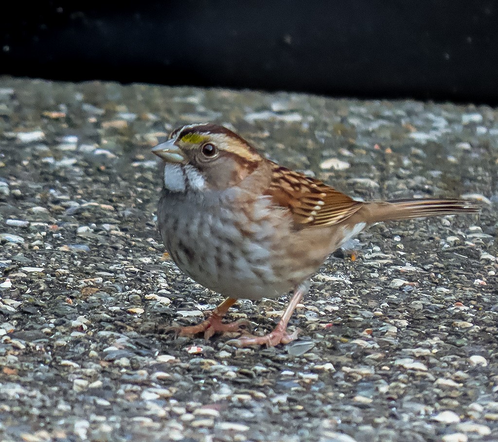 Белогорлая зонотрихия - ML646669589