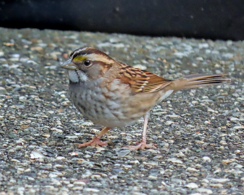 Белогорлая зонотрихия - ML646669590