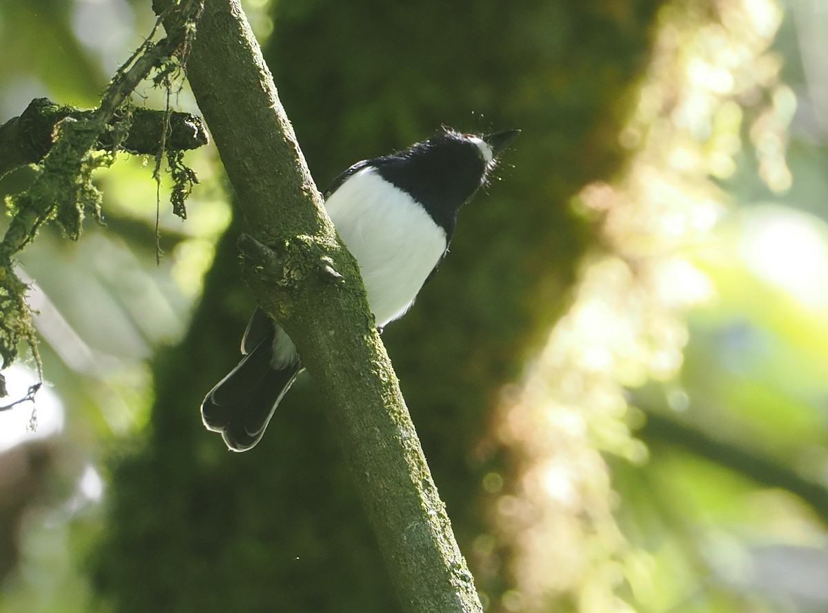 Черногорлая серёжкоглазка - ML646669594