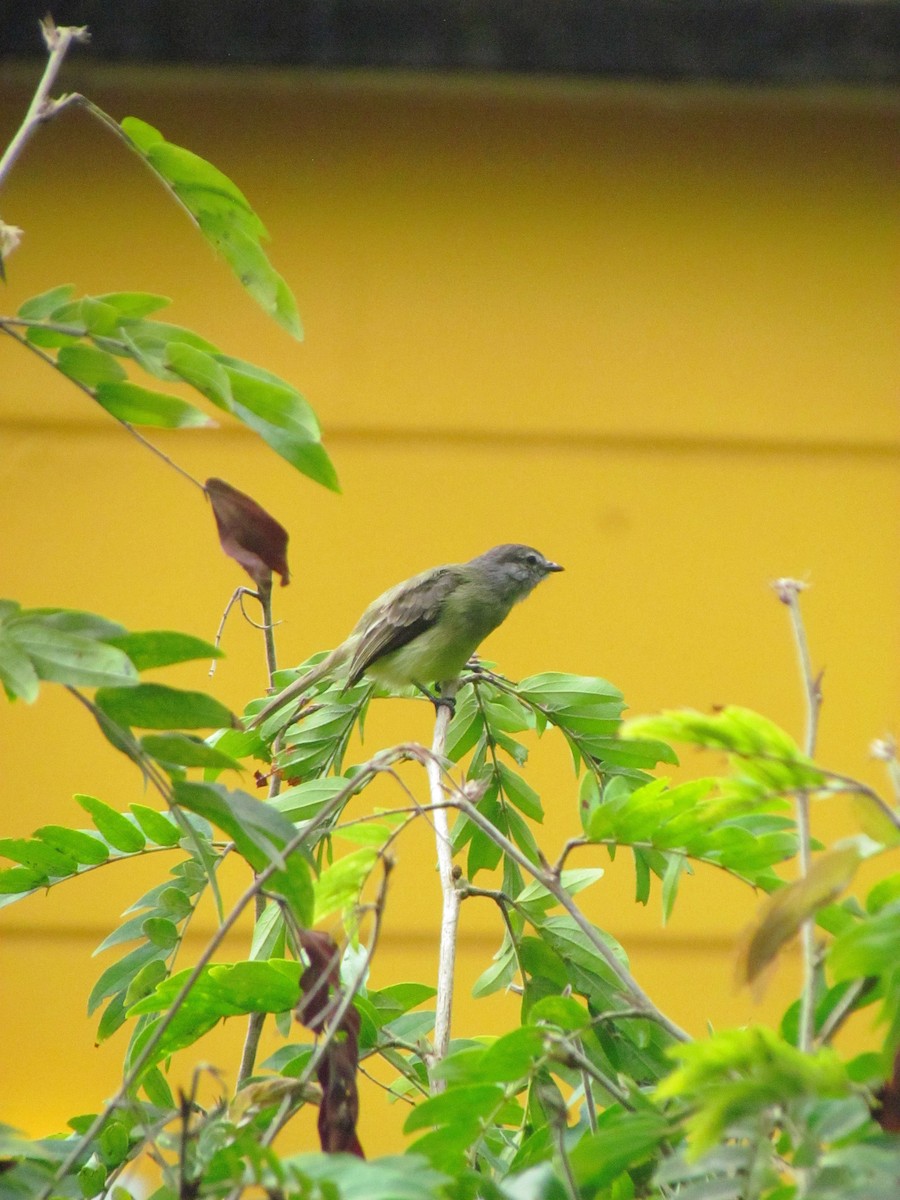 Темношапочный москитеро - ML646669595