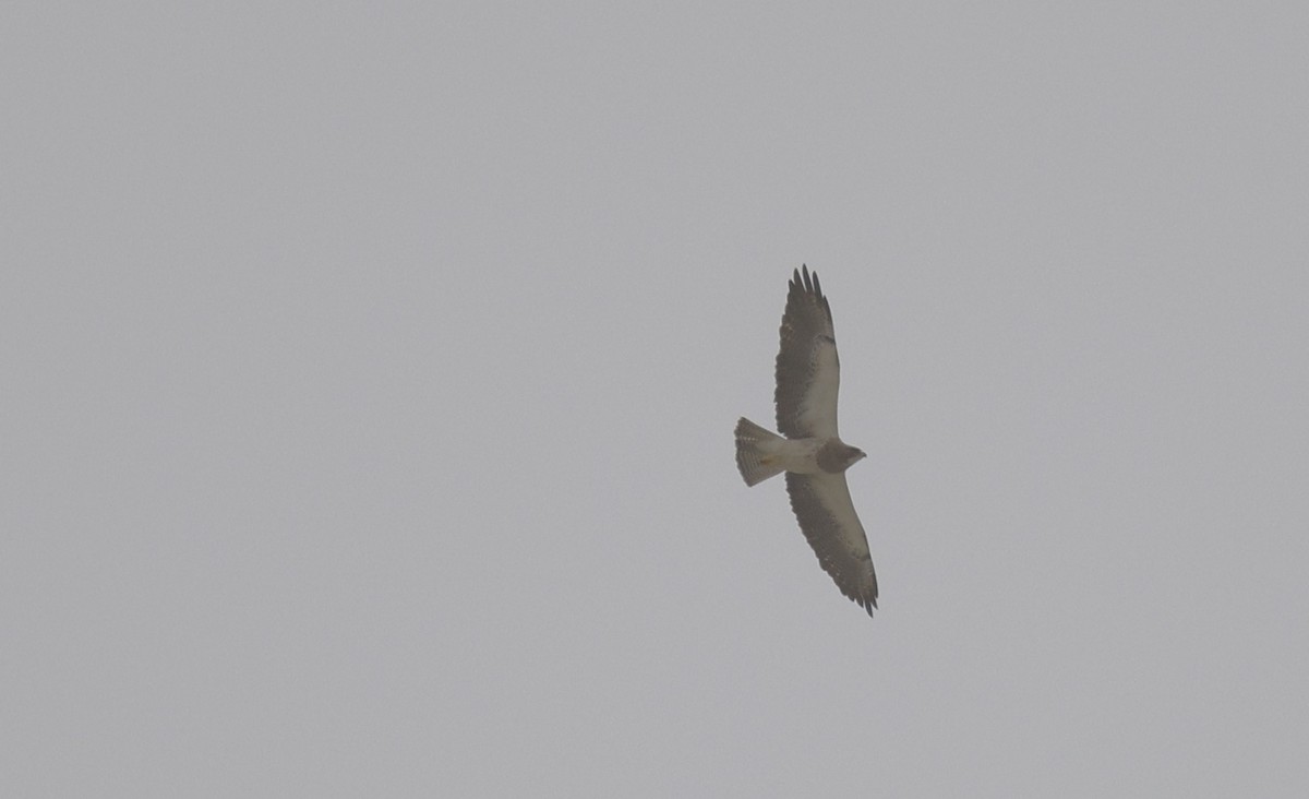 Свенсонов канюк - ML646669596