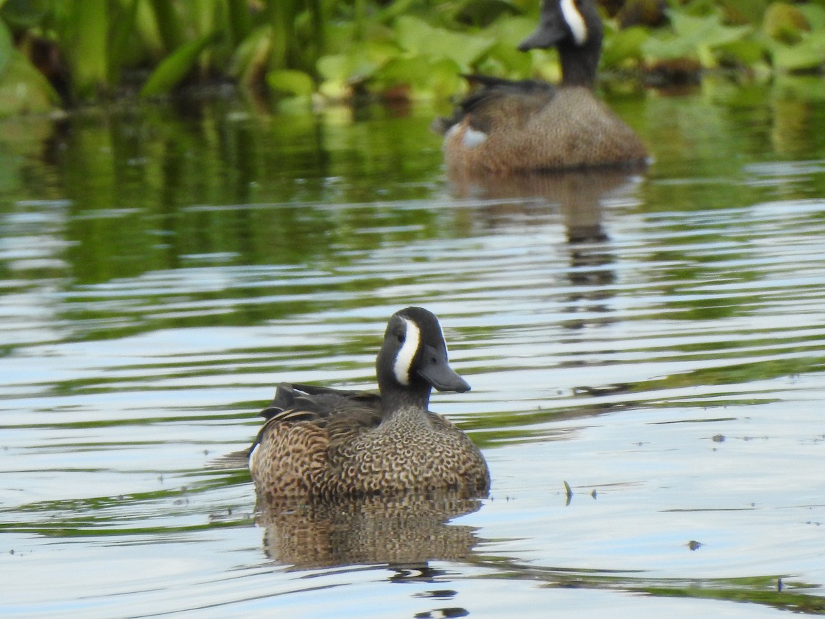 Синекрылый чирок - ML646669597