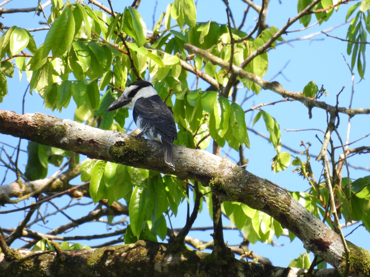 White-necked Puffbird - ML646669598