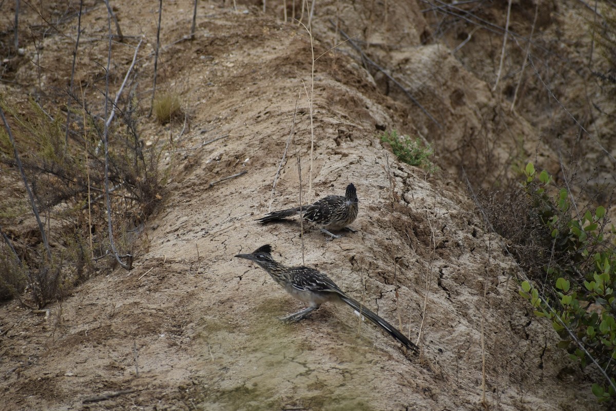 Калифорнийская кукушка-подорожник - ML646669599