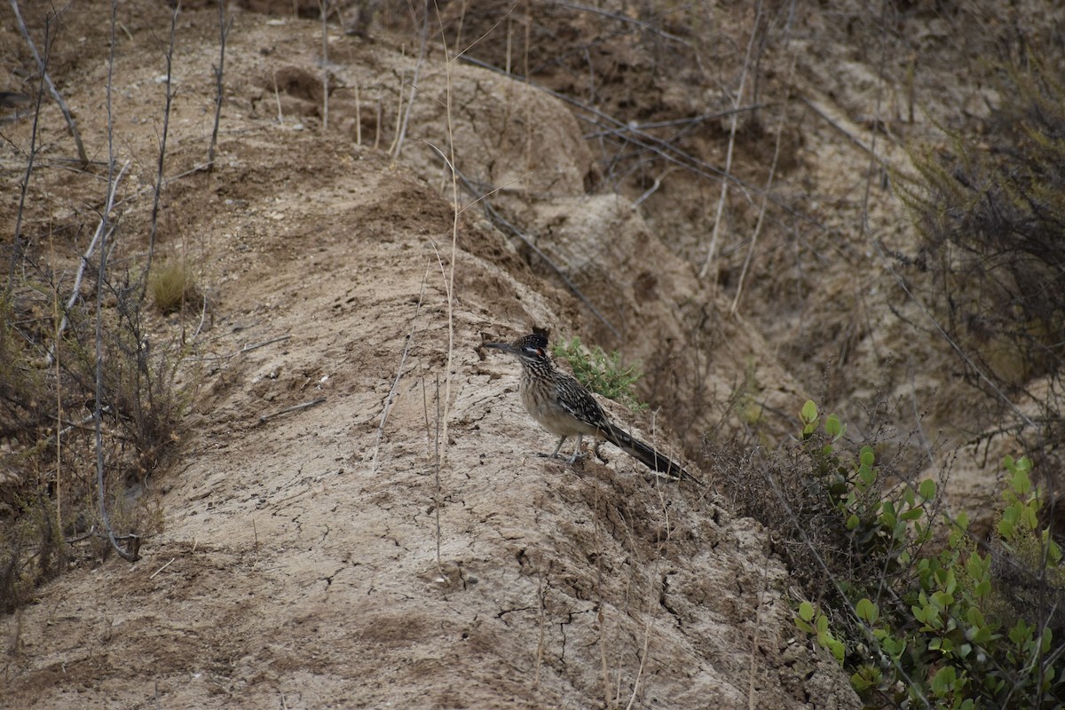 Калифорнийская кукушка-подорожник - ML646669600