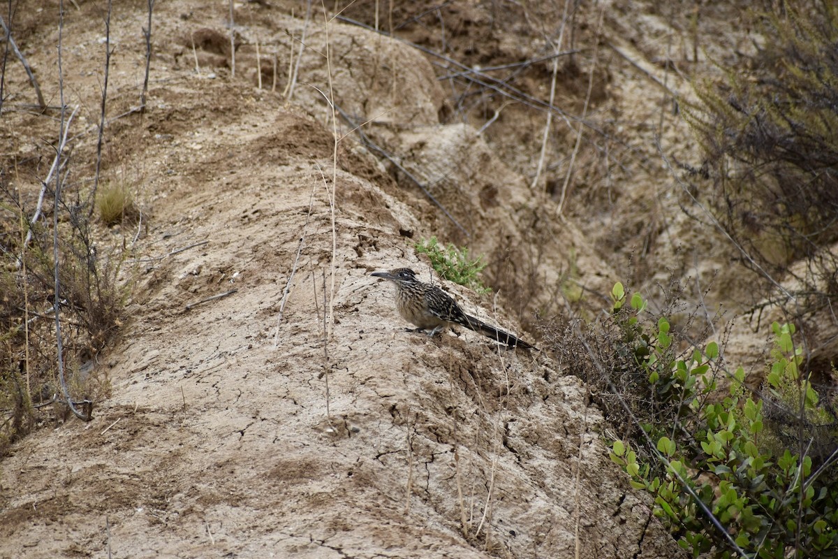 Калифорнийская кукушка-подорожник - ML646669601