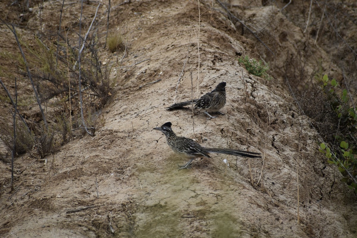 Калифорнийская кукушка-подорожник - ML646669602
