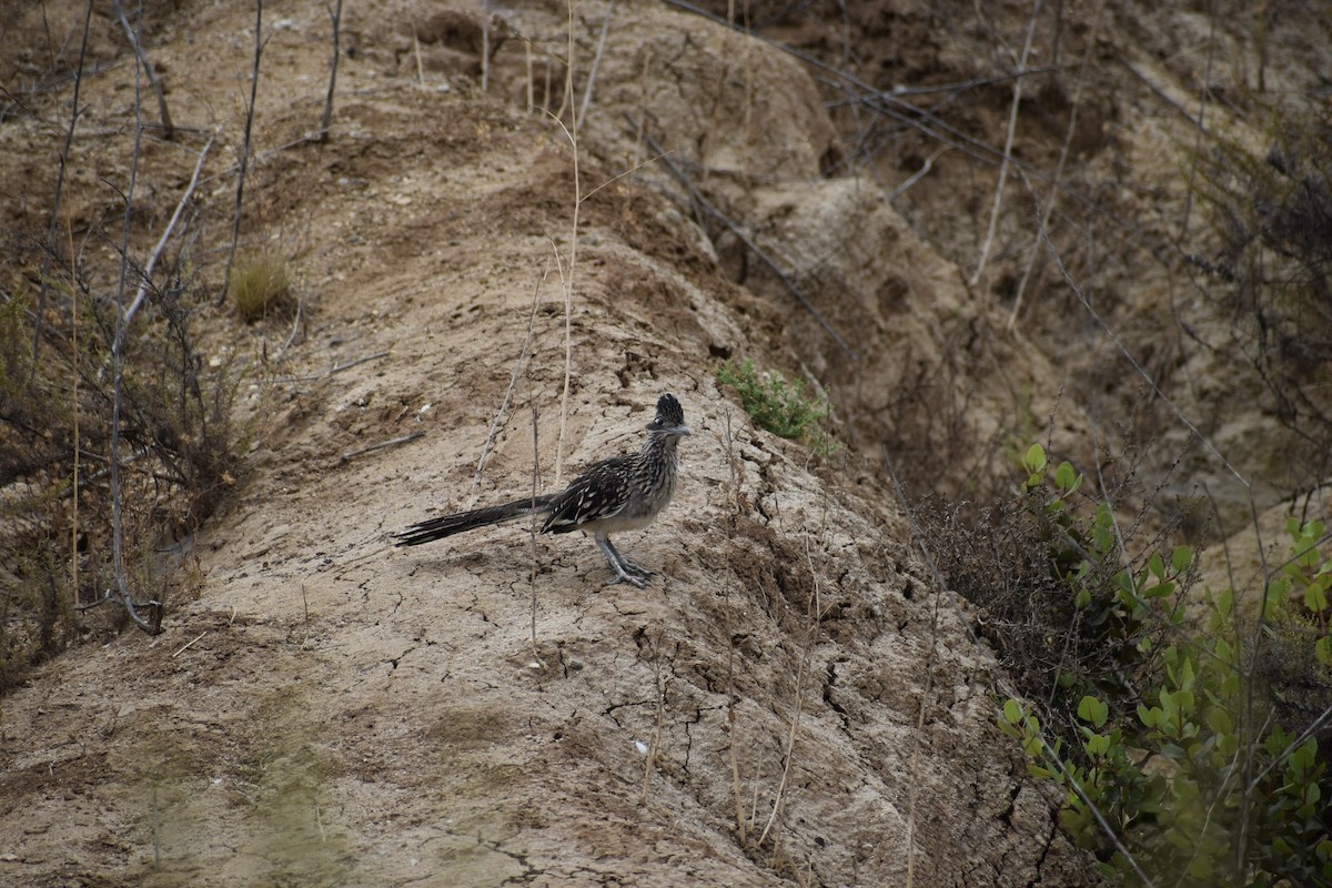 Калифорнийская кукушка-подорожник - ML646669603