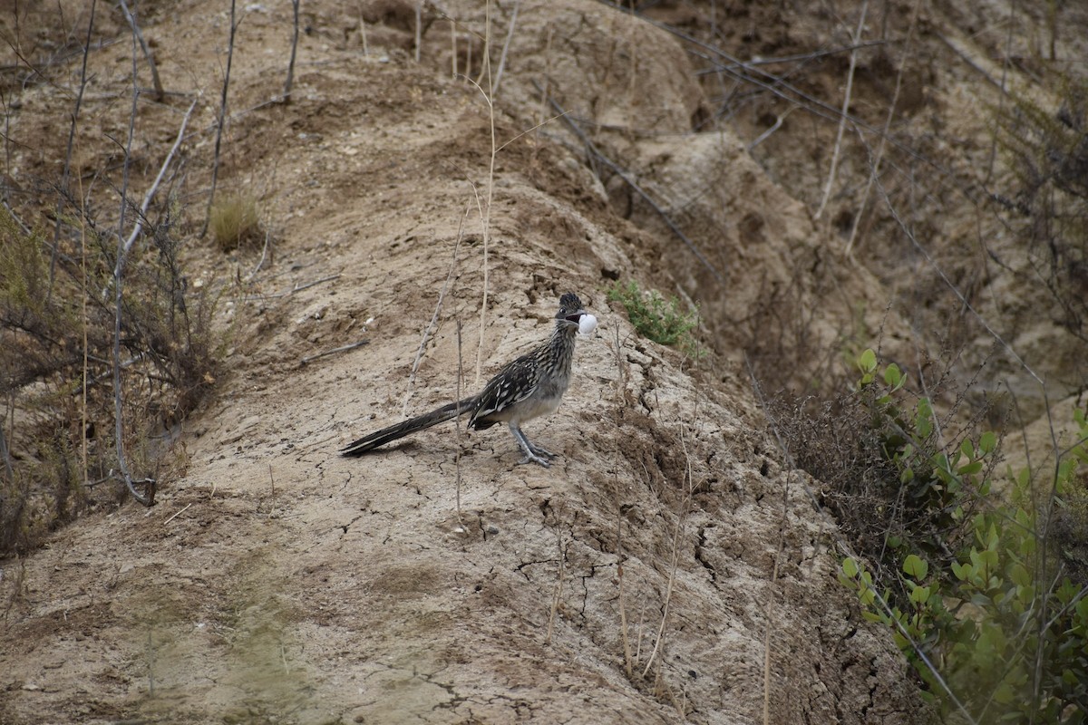 Калифорнийская кукушка-подорожник - ML646669604