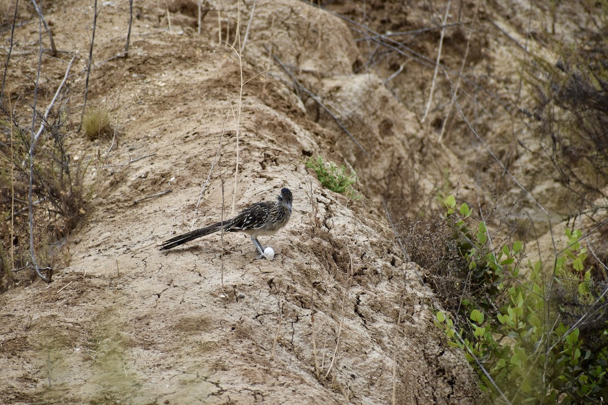 Калифорнийская кукушка-подорожник - ML646669605