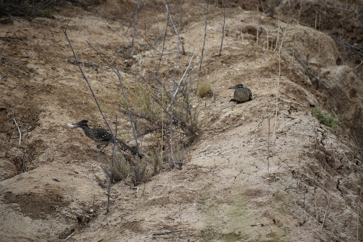 Калифорнийская кукушка-подорожник - ML646669606