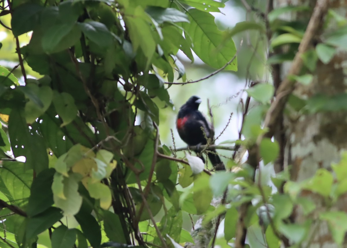 Black-and-crimson Oriole - ML646669607