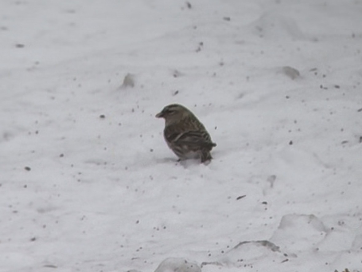 Чечётка (Обыкновенная) - ML646669608