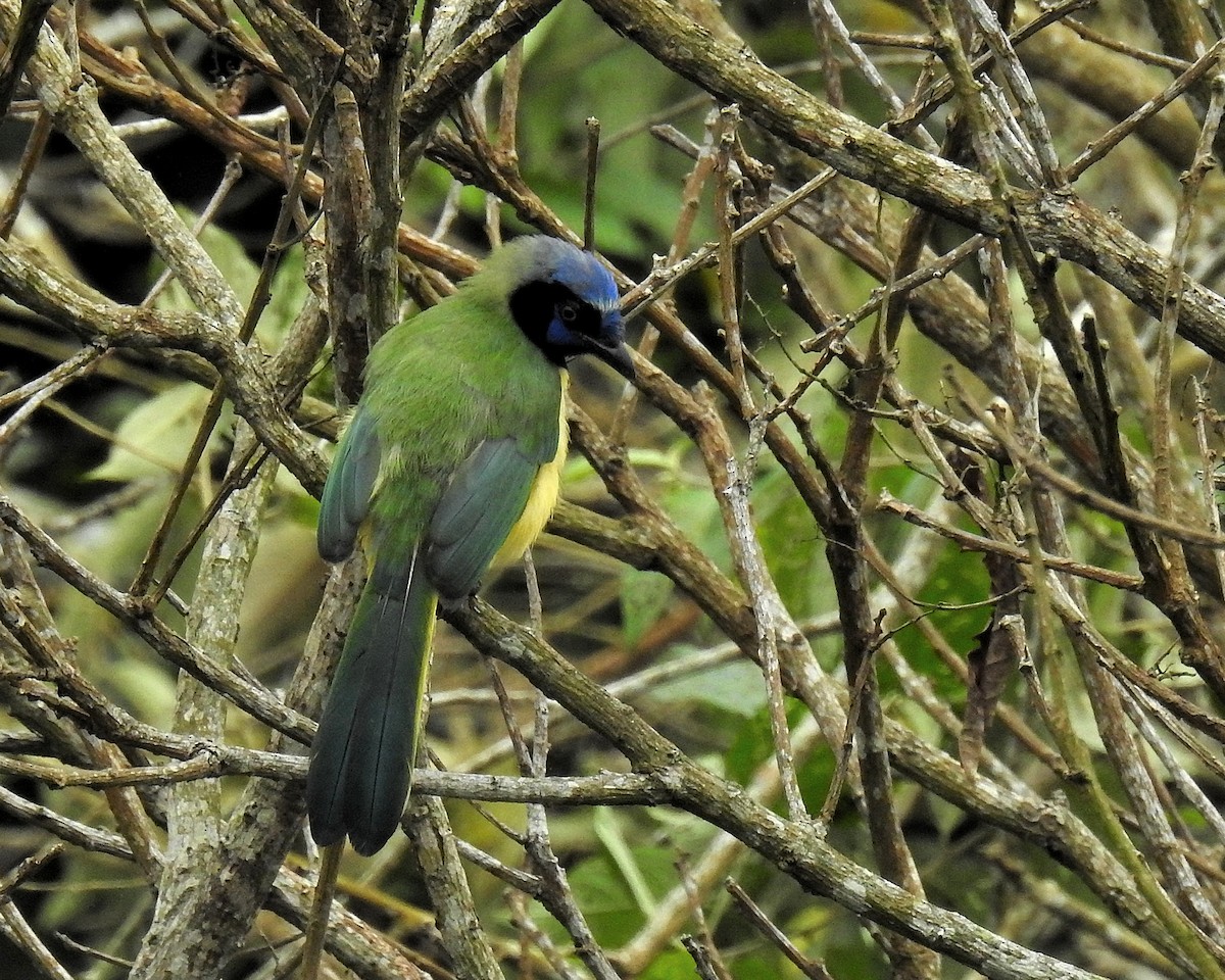 Перуанская сойка - ML646669609