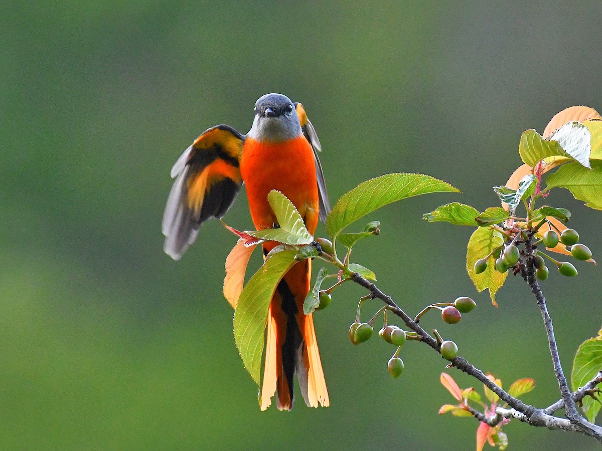 Серощёкий личинкоед - ML646669611