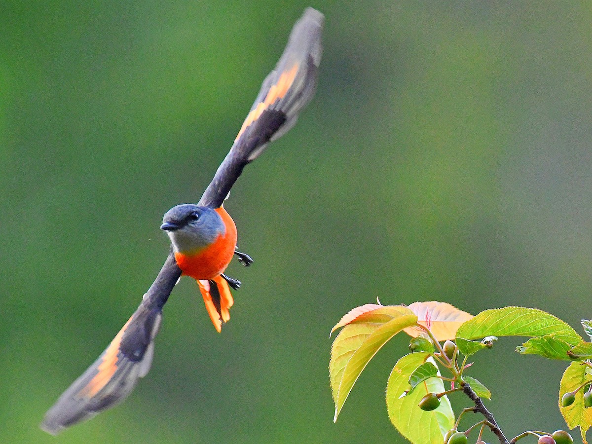 Серощёкий личинкоед - ML646669612