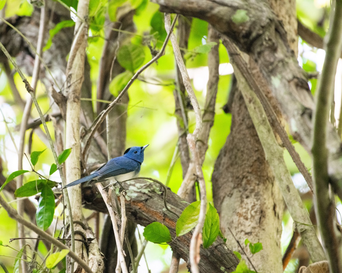 Синий монарх - ML646669614