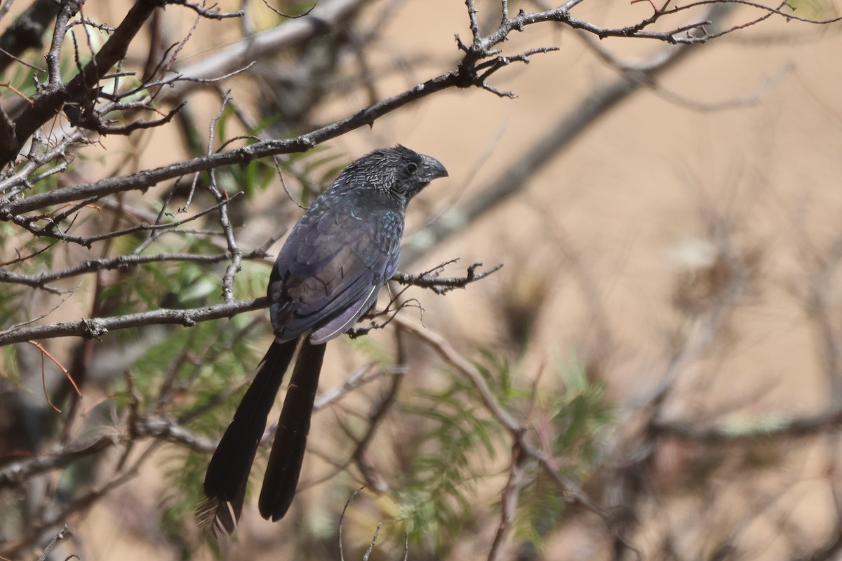 Морщинистоклювая ани - ML646669615